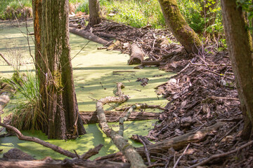Briesetal in Brandenburg mit Biberbauten