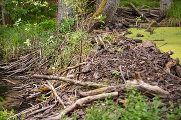 Biber-Staudamm an der Briese in Brandenburg
