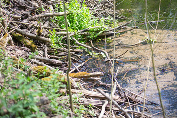 Biber-Staudamm an der Briese in Brandenburg