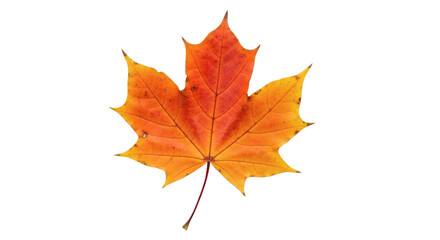 Obraz premium Vibrant orange and yellow autumn maple leaf on a plain black background