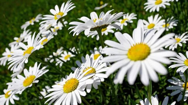 Flora of the Bellis genus flourishing in open terrain, exhibiting pristine white petals
