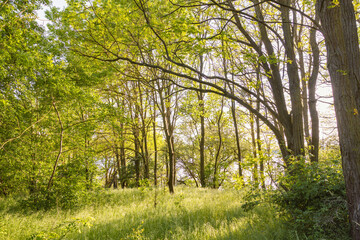 Verzauberte Abendstimmung bei Sonnenuntergang mit Bäumen im Gegenlicht am Röddelinsee