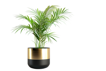 Areca Palm Plant in Pot Cutout PNG