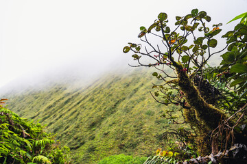 Mysterious Sloped Mountain Covered in Lush Green Vegetation and Mist