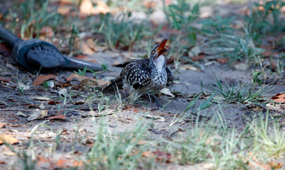 Red billed hornbills in the Okavango delta