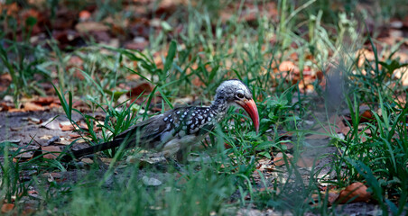 Red billed hornbills in the Okavango delta