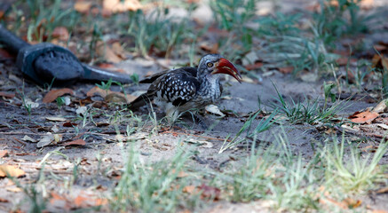 Red billed hornbills in the Okavango delta