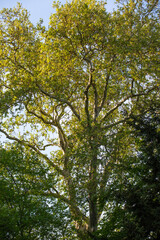 Schlosspark und Schlossgarten Niederschönhausen