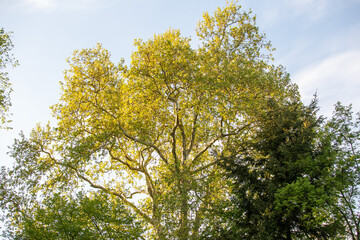Schlosspark und Schlossgarten Niederschönhausen
