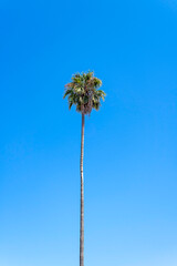 A Mexican Fan Palm (Washingtonia robusta) against a bright blue sky.