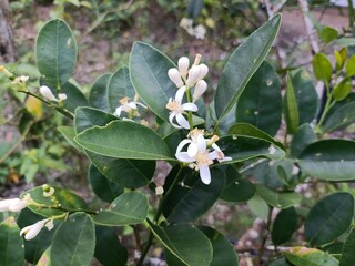The flowers of the Citrus maxima fruit tree are white with yellow pistils. They thrive in small pots