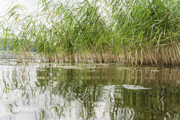 lake and green nature in Sweden