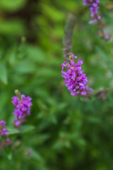purple flowers on a green background