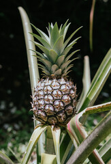 Obraz premium Fresh pineapple prominently displayed, showcasing its natural fruit beauty and charm