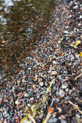 sand and seashells in the shore