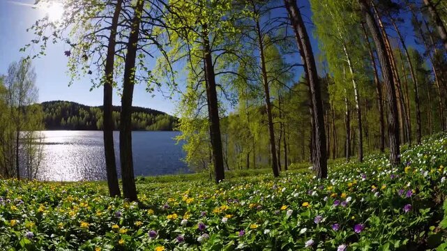 splendid afternoon within wooded area adjacent to the banks of large freshwater body in Scandinavia