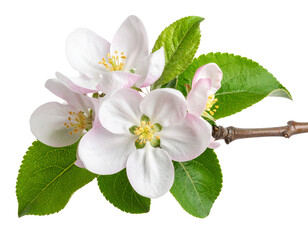 Spring Apple Flower Branch PNG Image