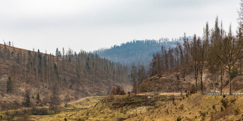 Borkenk&auml;ferbefall im Harz