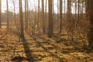 Obraz premium Frühling im Wald mit Gegenlicht