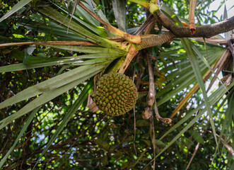 Obraz premium Detailed view of young Pandanus fruit nestled among green palm leaves.