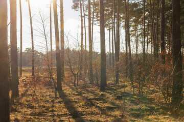 Naklejka premium Frühling im Wald mit Gegenlicht