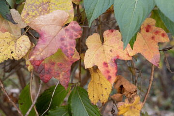 autumn leaves background