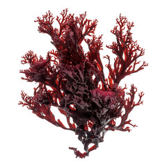 Naklejka premium **dark red, ruffled, textured salad on a solid white background, 
