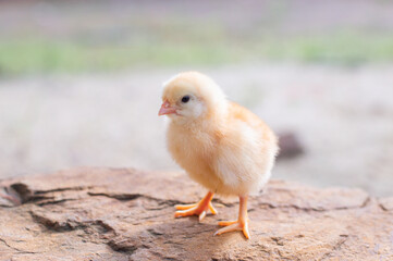 A chicken baby in the garden