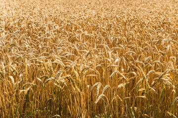 golden wheat fields in Sweden
