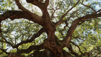 Upward view into the majestic canopy of the historic Angel Oak tree on Johns Island, South Carolina, USA
