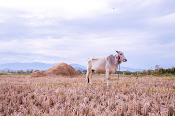 Thai cow are living on wide field