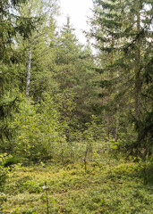 view of a forest in Sweden