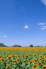 Obraz premium View of the sunflower field with blue sky background