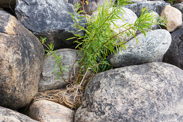 Plant growing among the riprap installed along the St. Lawrence river shore in the Cap-Rouge area, Quebec City, Quebec, Canada
