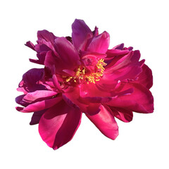 Pink peony flower isolated on white background. 