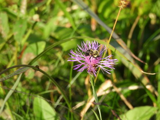 Eastern bumblebee, collecting nectarand pollen, from a bloomed purple wildflower, brown knapweed plant. French Creek State Park, Berks and Chester Counties, Elverson, Pennsylvania.