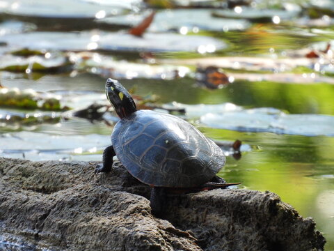 Eastern painted turtle, basking in the warmth of the sun. Hopewell Lake, French Creek State Park, Berks and Chester counties, Elverson, Pennsylvania.