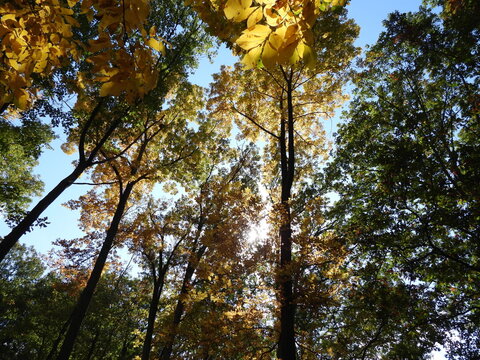 The natural beauty of the deciduous, woodland forest, with the sunlight peeking through the trees. Autumn season, French Creek State Park, Berks and Chester Counties, Elverson, Pennsylvania.