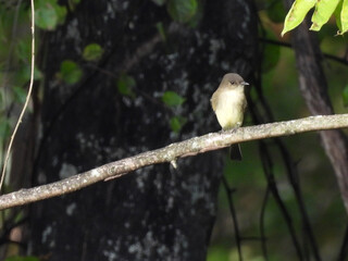 Eastern phoebe, perched on a tree branch, within the woodland forest of French Creek State Park, Berks and Chester Counties, Elverson, Pennsylvania. 