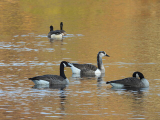 Canadian geese swimming with a Canada Goose hybrid. Hopewell Lake, French Creek State Park, Berks and Chester Counties, Elverson, Pennsylvania. 