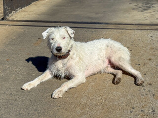 A scruffy looking white haired dog with collar relaxing outside on pavement looking at the camera