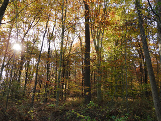 The natural beauty of the deciduous, woodland forest, with the sunlight peeking through the trees. Autumn season, French Creek State Park, Berks and Chester Counties, Elverson, Pennsylvania.