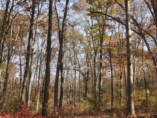 Fototapeta premium Colorful, autumn scenery, of the deciduous, woodland forest, within French Creek State Park, Berks and Chester County, Elverson, Pennsylvania.