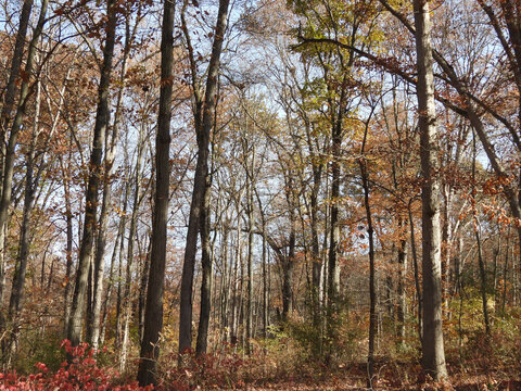 Colorful, autumn scenery, of the deciduous, woodland forest, within French Creek State Park, Berks and Chester County, Elverson, Pennsylvania.