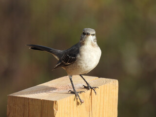 A northern mockingbird perched on a wooden post. French Creek State Park, Berks and Chester Counties, Elverson, Pennsylvania. 