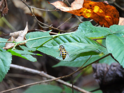 Eastern yellowjacket, perched on a green, Allegheny blackberry, plant leaf. Woodland forest, French Creek State Park, Berks and chester counties, Elverson, Pennsylvania.   