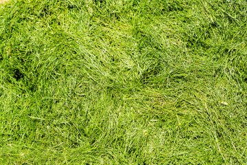 Background. Close-up. Pile of freshly cut grass