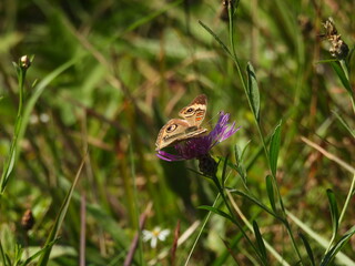 A common buckeye butterfly, sipping nectar from a bloomed purple wildflower, brown knapweed plant. French Creek State Park, Berks and Chester Counties, Elverson, Pennsylvania.