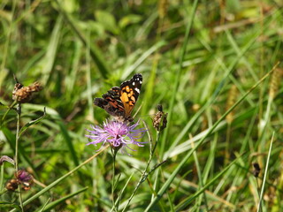 American lady butterfly, sipping nectar, from the bloomed purple wildflower, of a brown knapweed plant. French Creek State Park, Berks and Chester Counties, Elverson, Pennsylvania.
