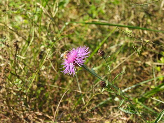 Eastern honey bee sipping nectar, from a bloomed purple wildflower, brown knapweed plant. French Creek State Park, Berks and Chester Counties, Elverson, Pennsylvania.